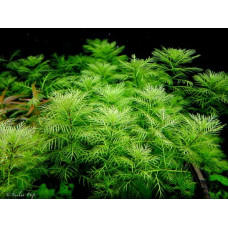 Myriophyllum Mattogrossense